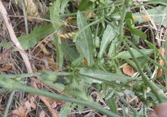 Cichorium intybus intybus