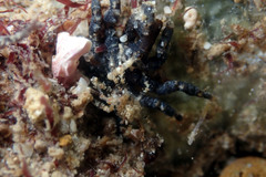 Epitoniidae
