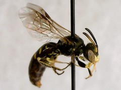 Perdita octomaculata