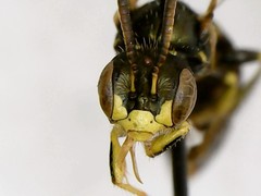 Perdita octomaculata