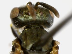 Perdita octomaculata