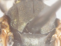 Perdita octomaculata