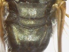 Perdita octomaculata