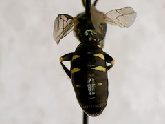 Perdita octomaculata