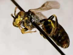 Perdita octomaculata