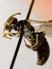 Perdita octomaculata