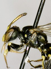 Perdita octomaculata