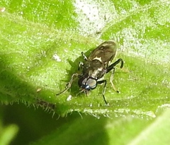 Stratiomyomorpha