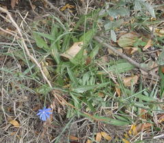 Cichorium intybus intybus
