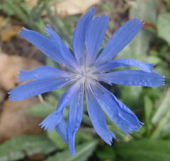 Cichorium intybus intybus