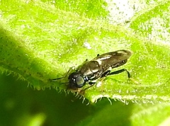 Stratiomyomorpha
