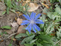 Cichorium intybus intybus