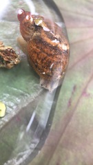 Gastropoda