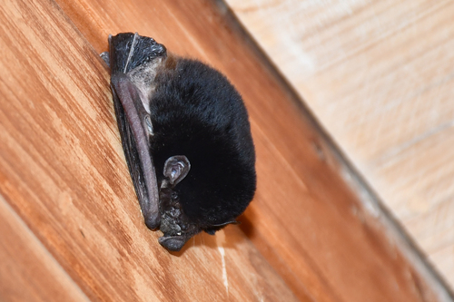 Little Pied Bat (Chalinolobus picatus) — Near Threatened Mammalia