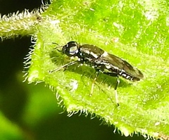 Stratiomyomorpha