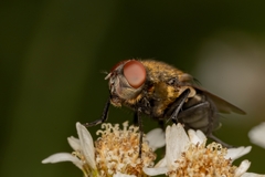 Pollenia rudis