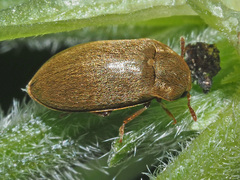 Byturus tomentosus