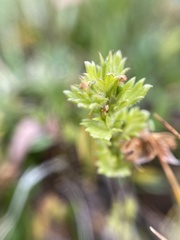 Euphrasia subarctica