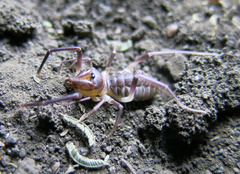 Zeriassa