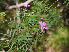 Boronia rivularis
