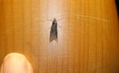 Adelidae