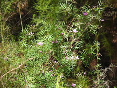 Boronia rivularis