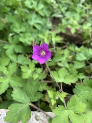 Geranium nepalense thunbergii