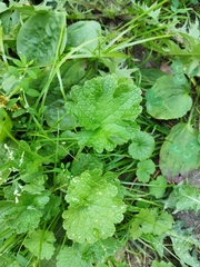 Leonurus quinquelobatus