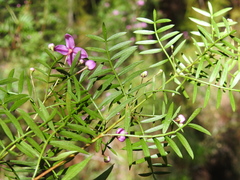 Boronia rivularis