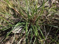 Rytidosperma fulvum