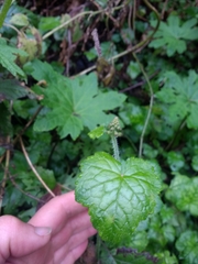 Tolmiea diplomenziesii