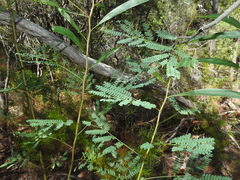 Acacia attenuata