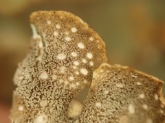 Sticta subcaperata