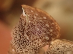 Sticta subcaperata