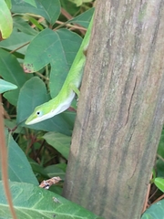 Anolis carolinensis