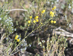 Acacia continua