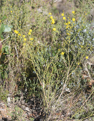 Acacia continua