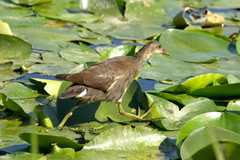 Gallinula chloropus