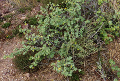 Malva subovata