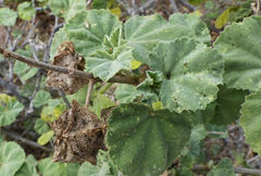 Malva subovata