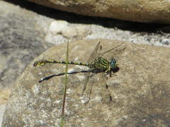 Ceratogomphus pictus