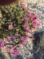 Amphithalea ericifolia