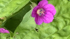 Geranium nepalense thunbergii