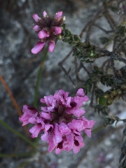 Amphithalea ericifolia