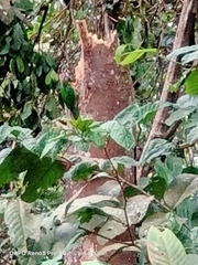 Psilopogon rafflesii