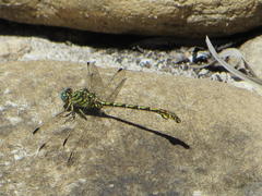 Ceratogomphus pictus