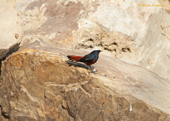 Phoenicurus leucocephalus