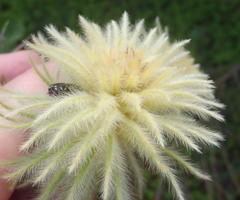 Phylica pubescens pubescens