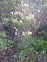 Phylica pubescens pubescens