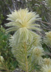 Phylica pubescens pubescens
